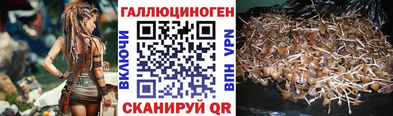 Псилоцибиновые грибы Psilocybine cubensis  Тосно 